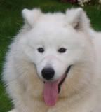 Samoyeddognanouck.jpg picture by jasmine4242