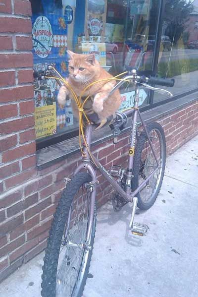 Cat on bicycle
