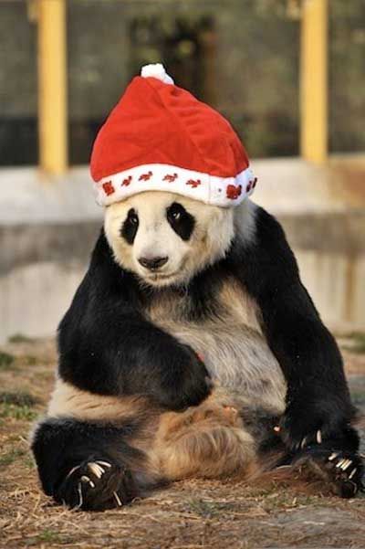 Christmas panda