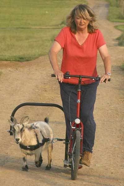 Goat scooter