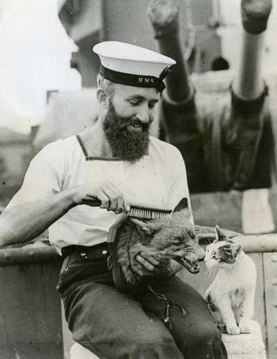 Bearded sailor brushes stuffed foxes head as cat looks on