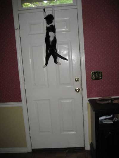 Cat clinging to door frame