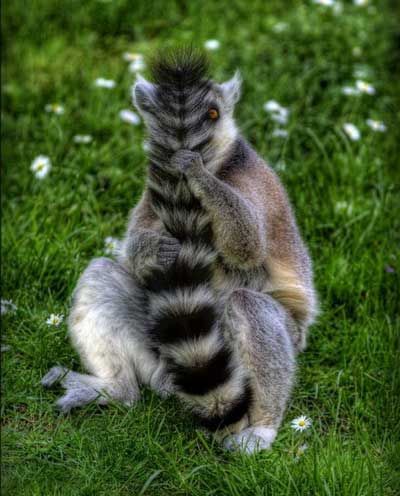 Lemur