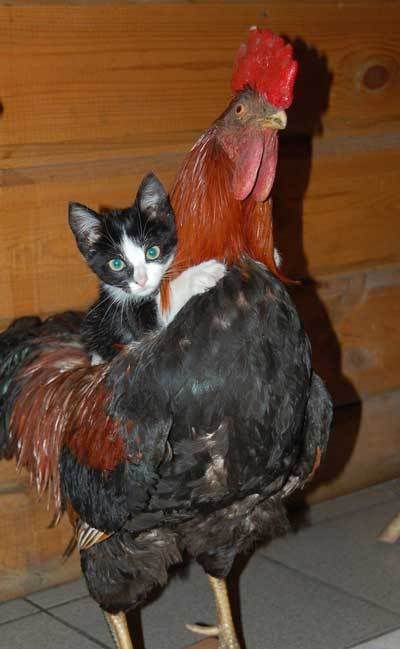Kitten and chicken