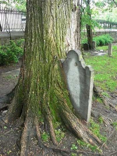 Tree swallows gravestone