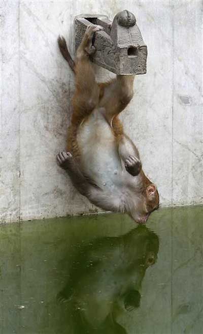 Monkey enjoys a drink