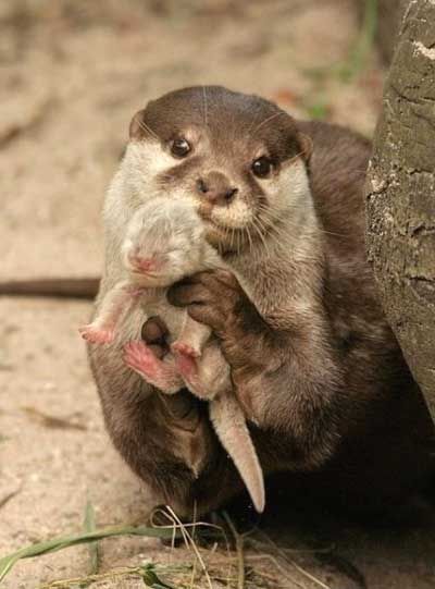 Mother and baby otter