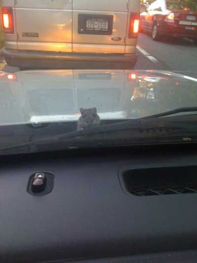 Mouse stowaway