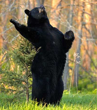 Orating bear