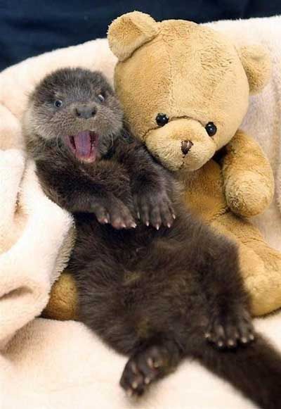 Otter and teddy bear