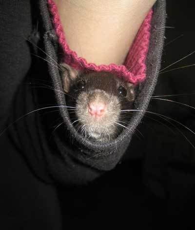 Rat