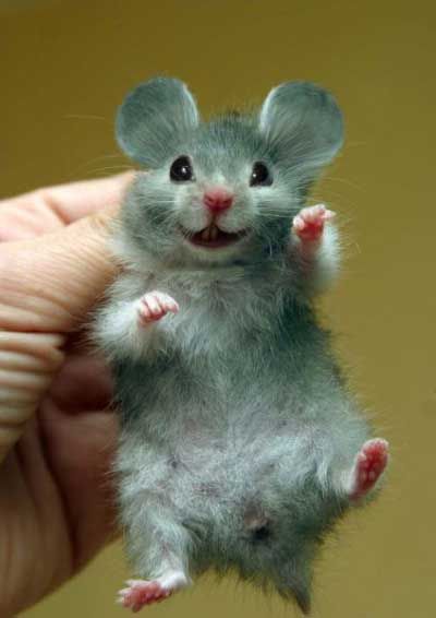 Happy rodent