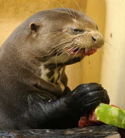 Otter eats watermelon