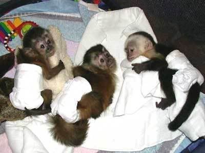 Baby monkeys