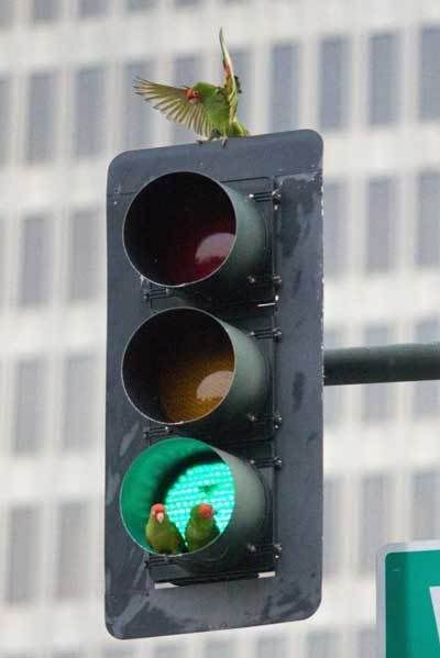 Traffic lights