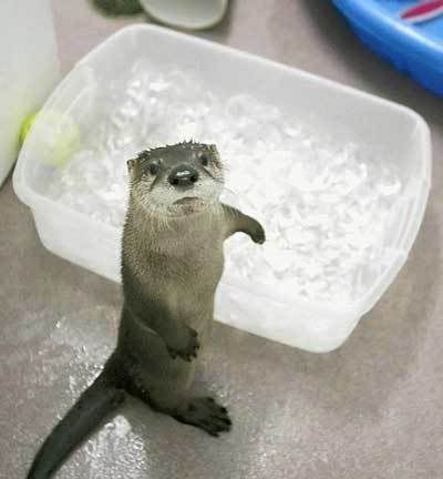 Otter