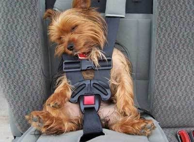 Dog in seatbelt