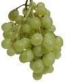 Grapes Pictures, Images and Photos
