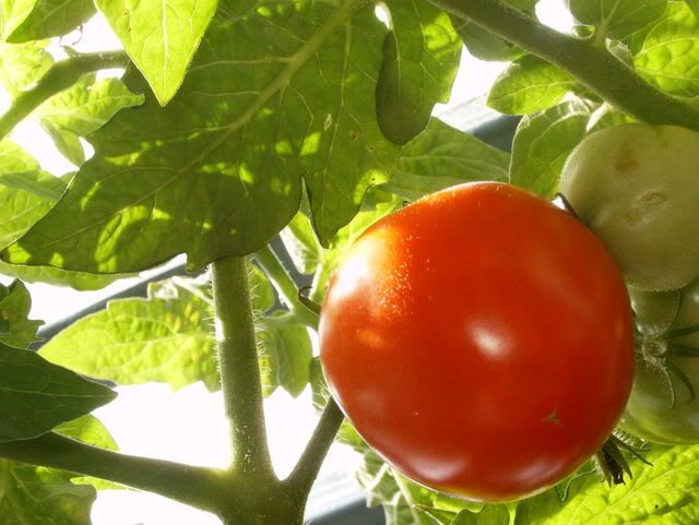 Tomato Pictures, Images and Photos