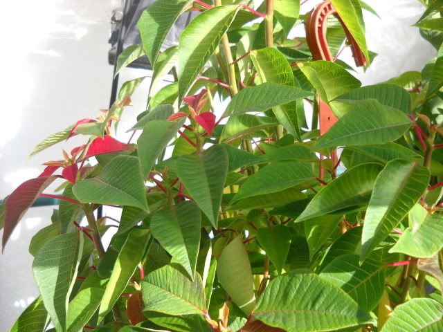 DSCN0002-1.jpg