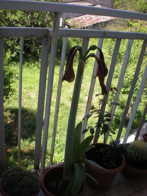DSCN5258.jpg