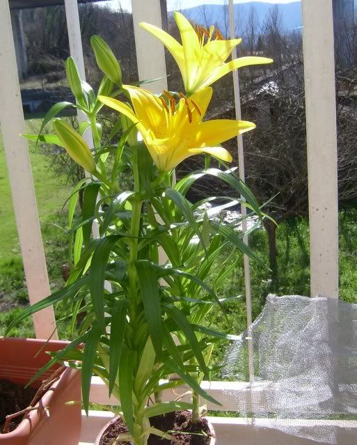 Lilium.jpg