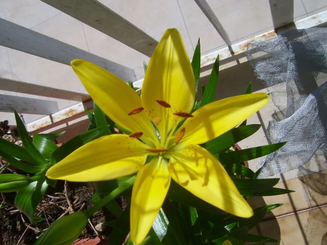 Lilium2.jpg
