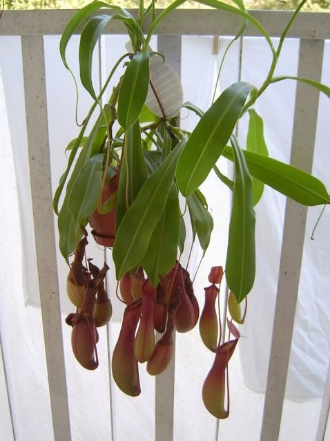 Nepenthes1-1.jpg