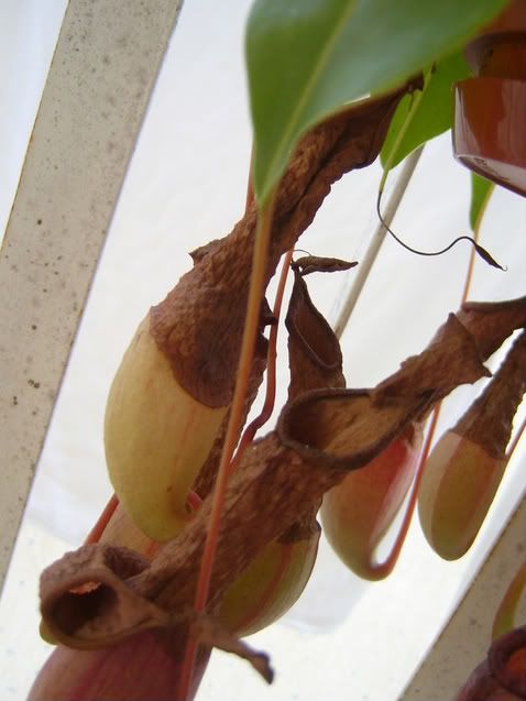 Nepenthes2-1.jpg