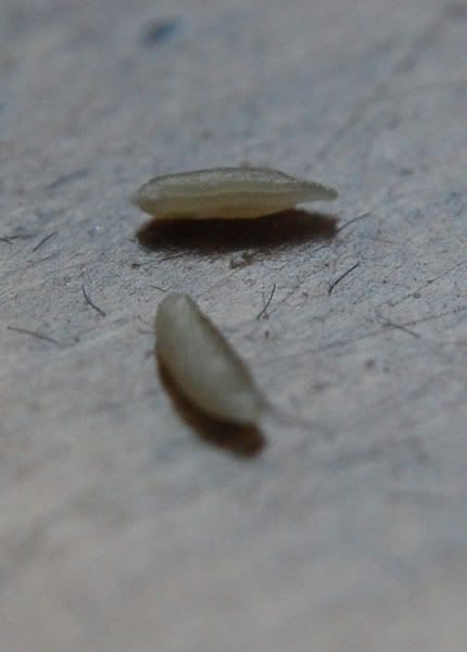 worms.jpg Photo by kjfletcher | Photobucket