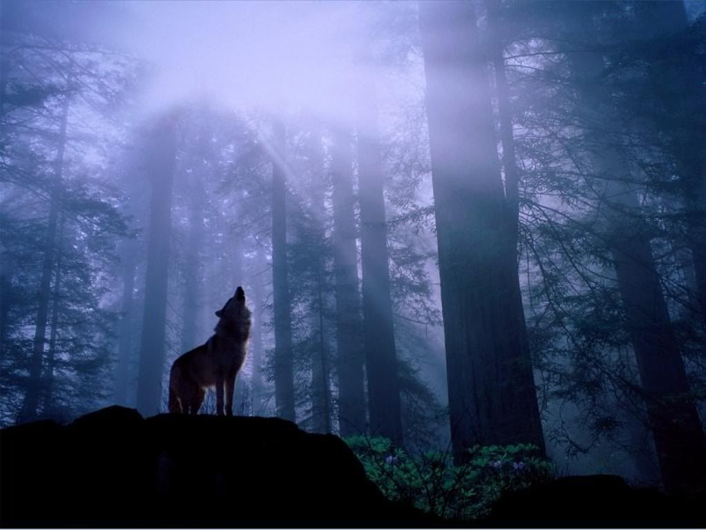 wolf photo: wolf wolf_1.jpg