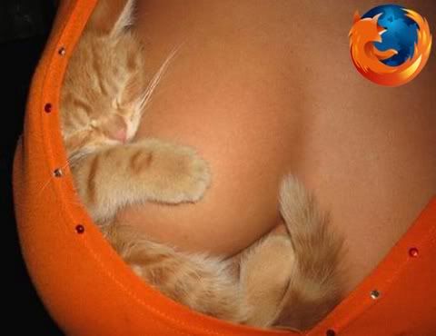 sexy_firefox_cat.jpg