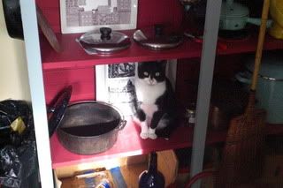 Zorro in kitchen cupboard