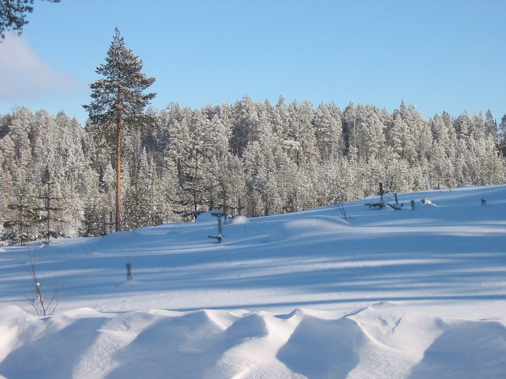 Tolja_forest_in_winter.jpg