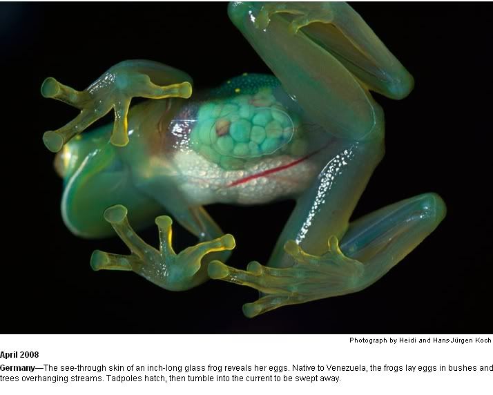 see-through-frog.jpg