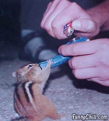 squirrel smoking weed