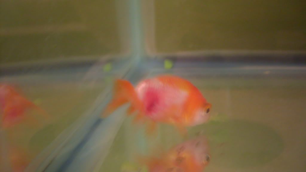 Bleeding Goldfish