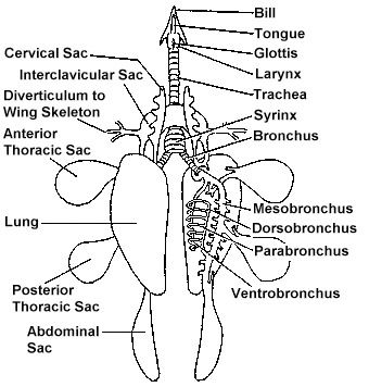 module on excretory and nervous Quizlet provides and nervous respiratory circulatory excretory human activities, flashcards and games start learning today for free. module on excretory and nervous Quizlet provides and nervous respiratory circulatory excretory human activities, flashcards and games start learning today for free.