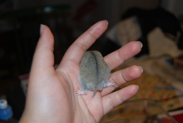 Billede