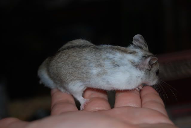 Billede