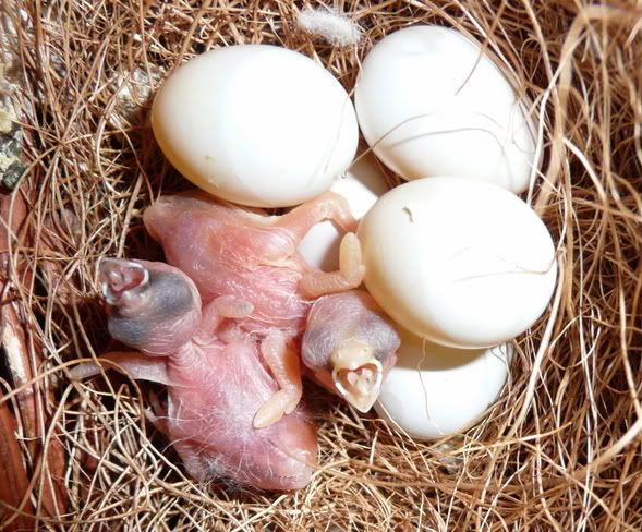 They really are helpless little boogers. I will check my finch book to 