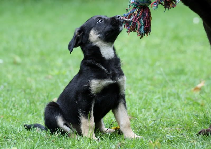 Het HondenForum • Bekijk onderwerp Kruising labrador border collie