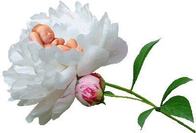 fleurbb.gif b&eacute;b&eacute; fleur image by lapoutine2008