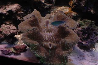 gigas clam for sale