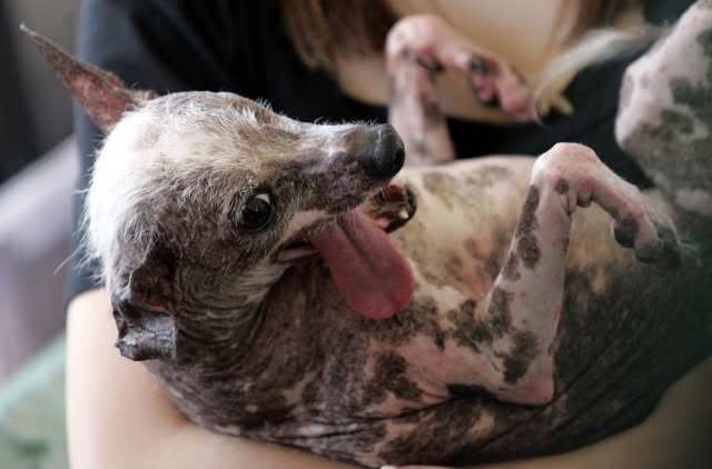 Meet Gus, Chinese Crested Dog, Voted World's Ugliest Dog 2008