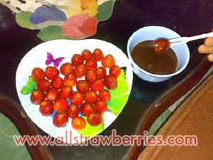 Strawberry Chocolate