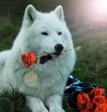 wolf.jpg