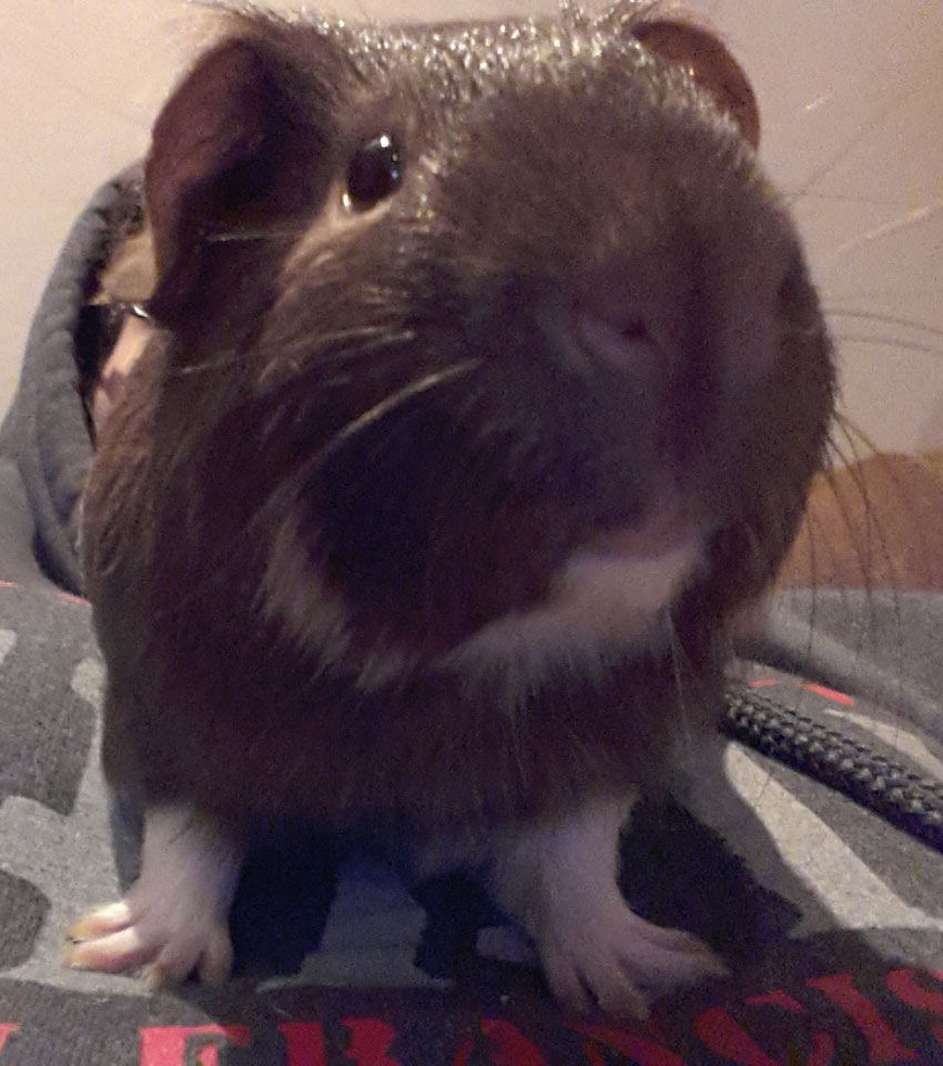 nose.jpg