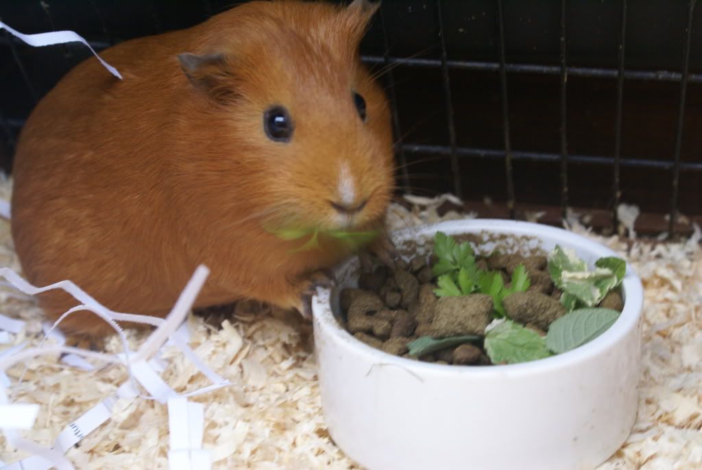 drawingbunnyguineapig026.jpg