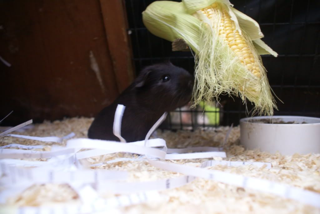 drawingbunnyguineapig059.jpg